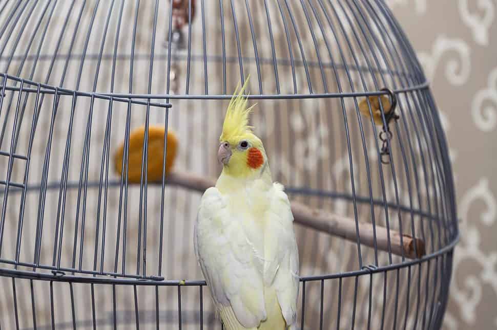 A yellow corella domestic parrot sits by its cage