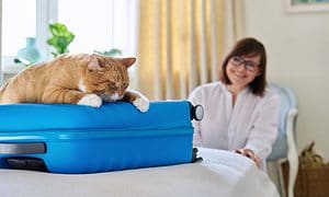 Cat on suitcase