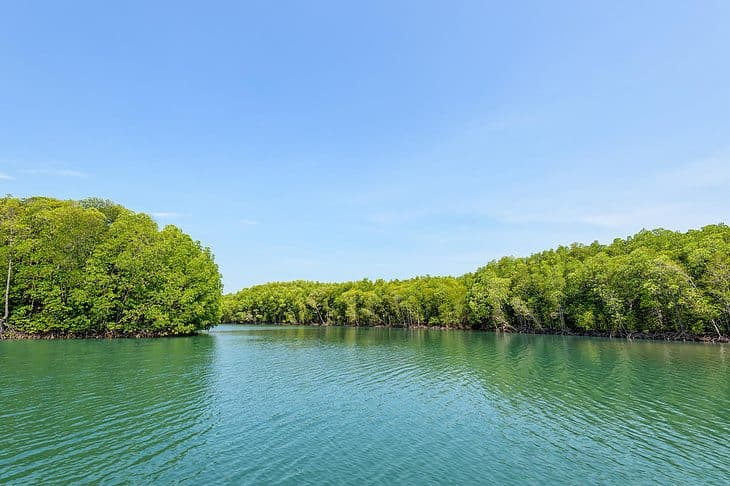 Mangrove forest at Koh Tarutao Thailand