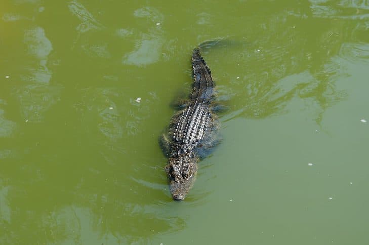 Saltwater crocodile in the Mangroves of Thailand