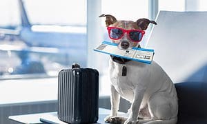 dog in airport terminal on vacation