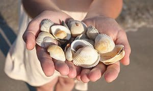 seashells in the hands
