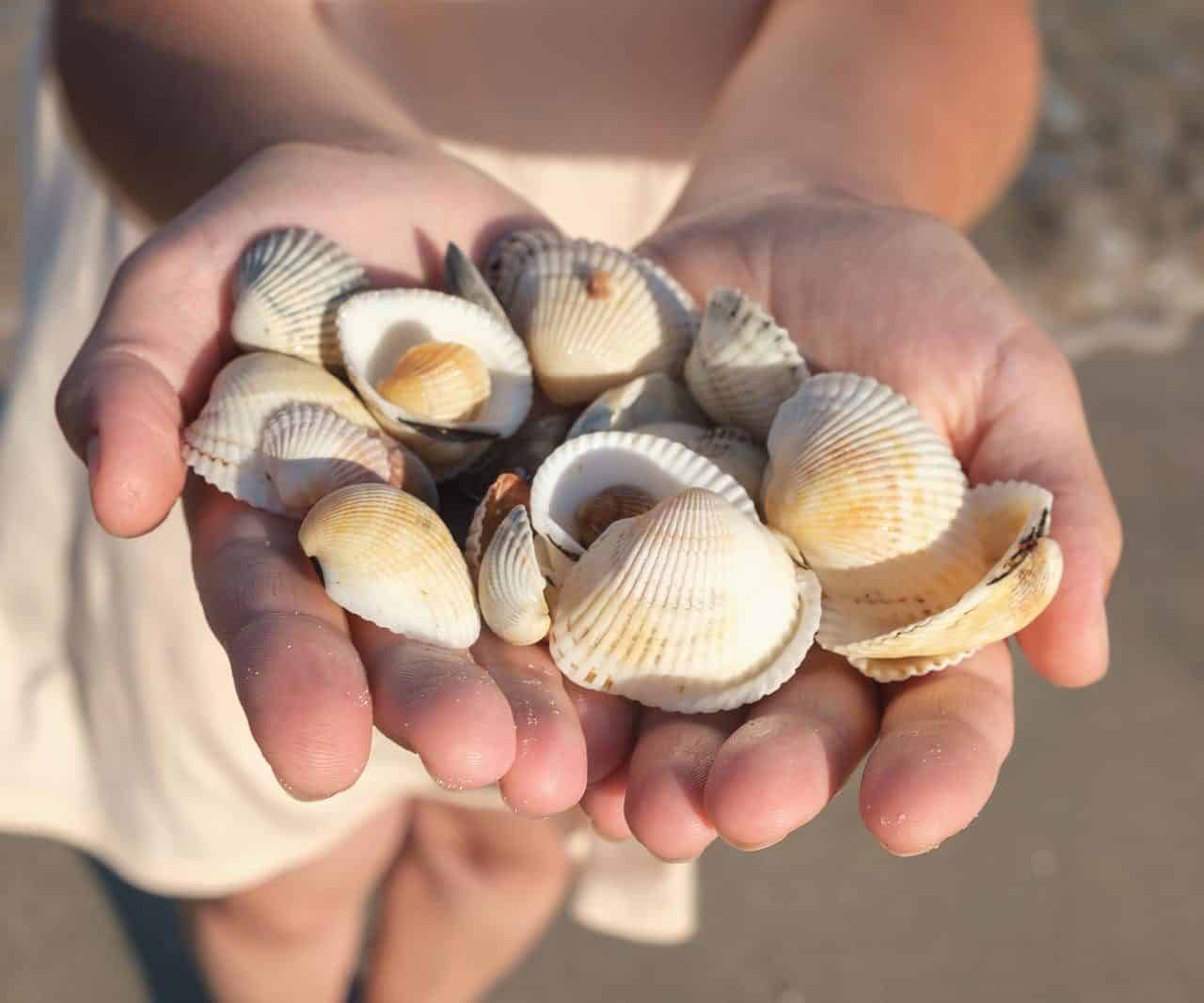 Can You Bring Seashells On A Plane Go Every Corner