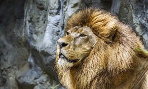 African lion in Chiang Mai zoo Thailand