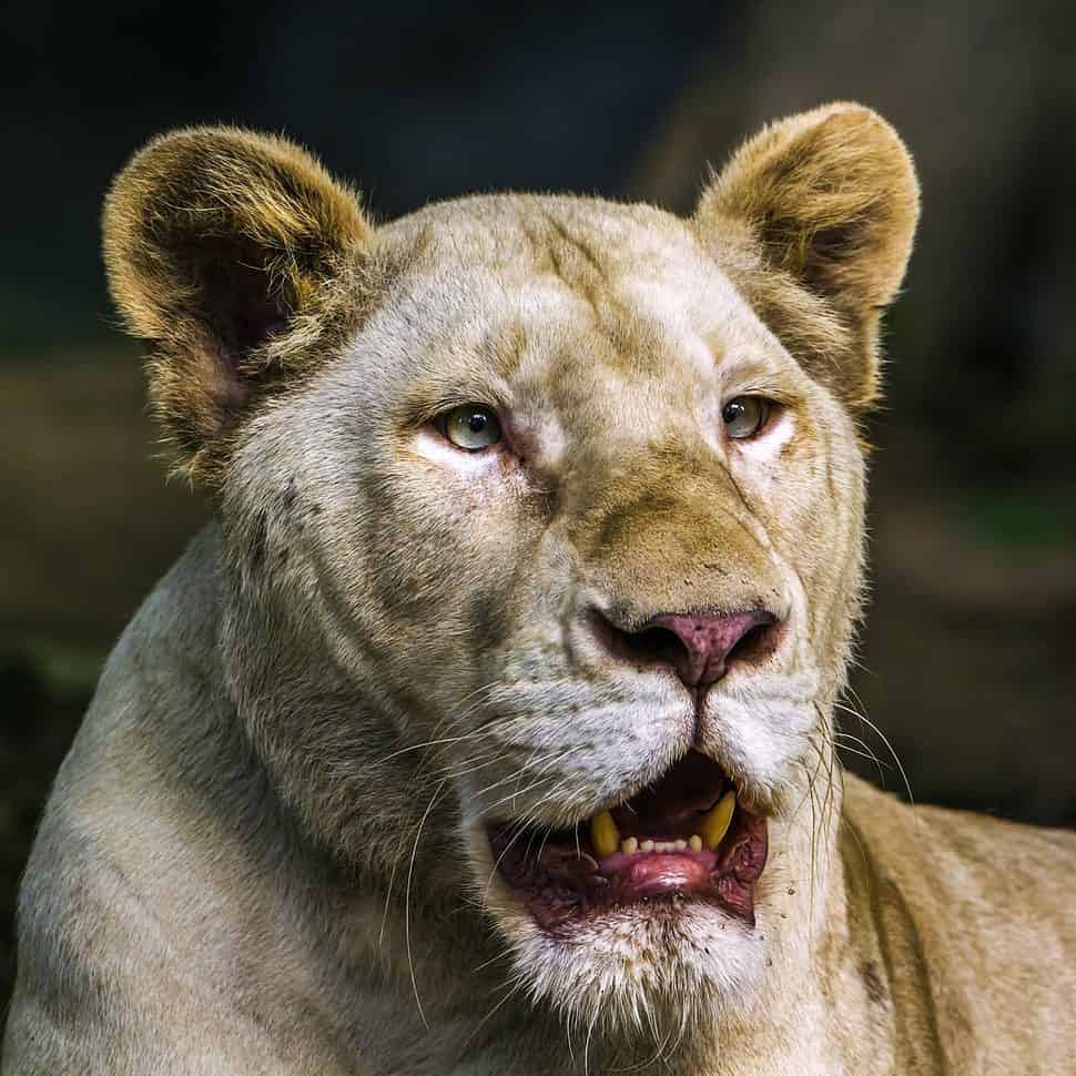 African white lioness in Chiang Mai zoo Thailand