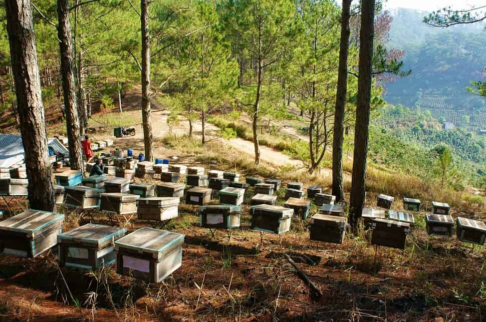 Beehives in the jungle of Dalat Vietnam