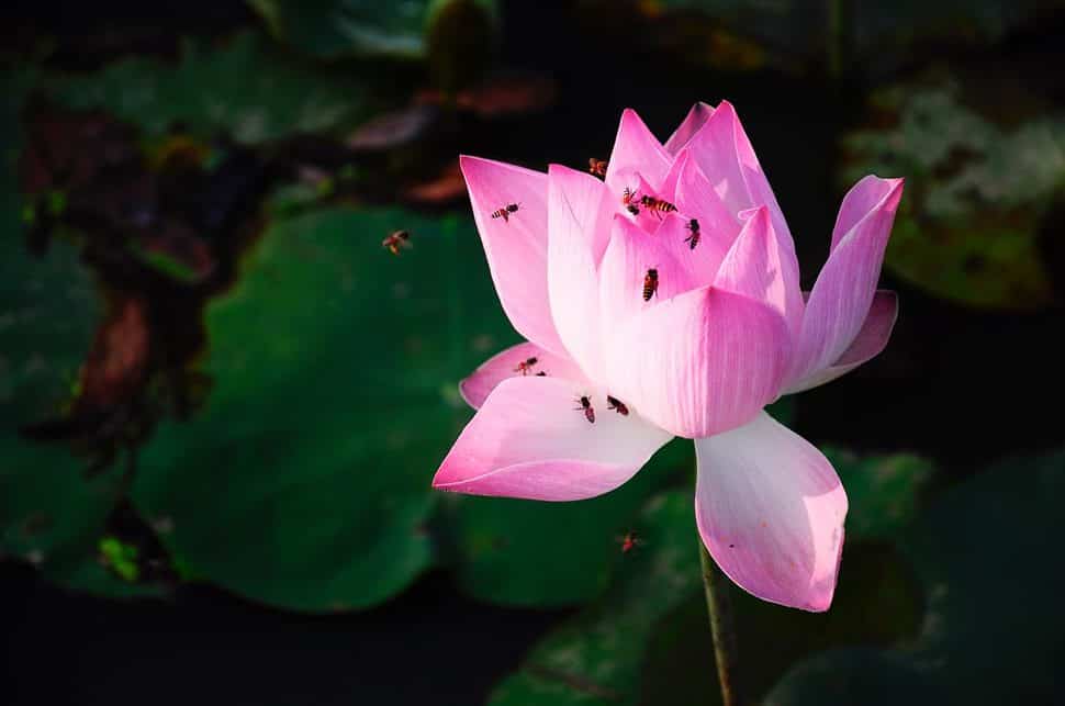 Bees get nectar from lotus flower somewhere in the Mekong Delta Vietnam