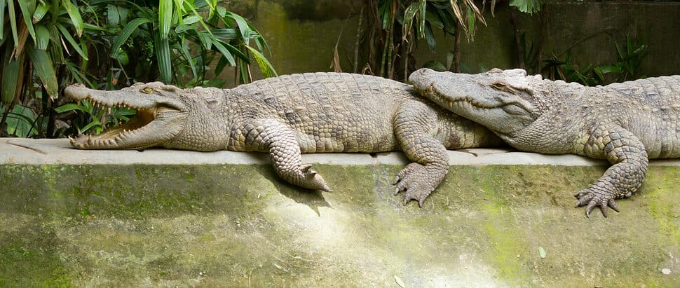 Crocodiles resting in the sun zoo Saigon Vietnam