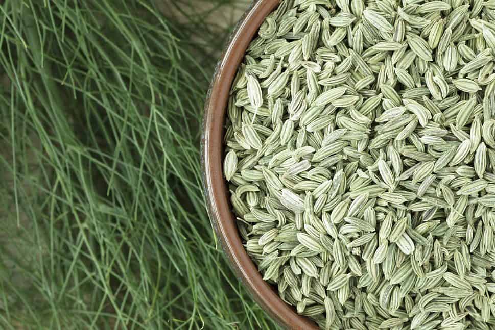Fennel Seeds with Fennel Plant