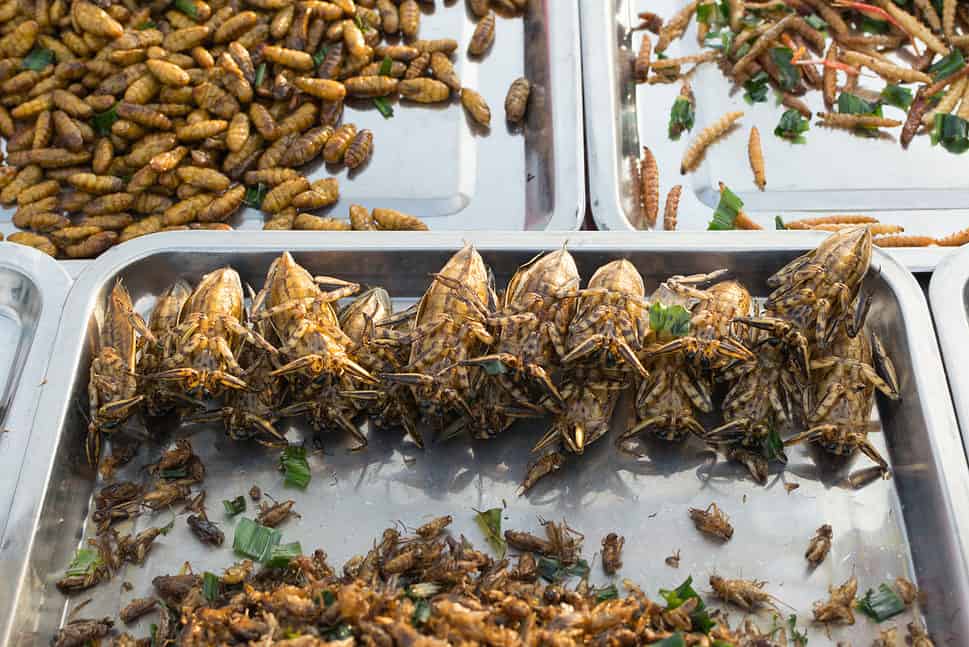 Giant water bugs and other edible fried insects