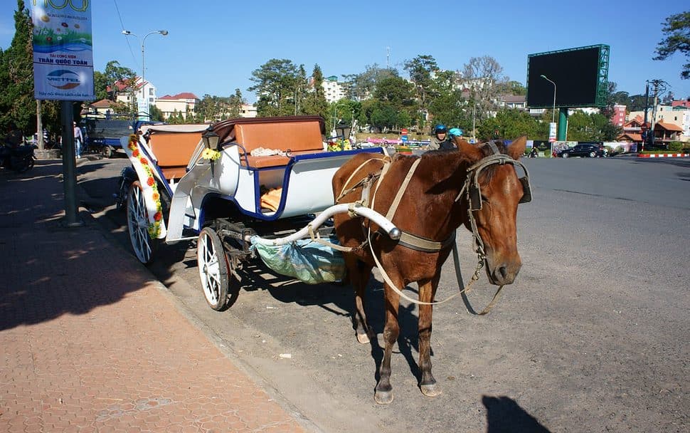 Horse and carriage in Dalat Vietnam