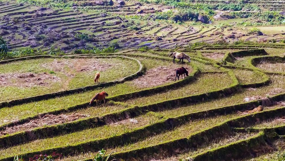 Horses on rice fields in Vietnam