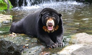 Malayan Sun Bear Helarctos malayanus
