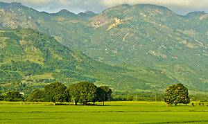 Oak trees in Cam Lâm, Khanh Hoa, Vietnam