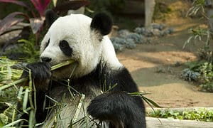 Panda in Chiang Mai zoo Thailand eating bamboo