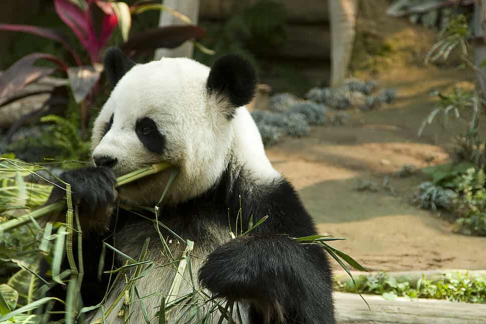 Panda in Chiang Mai zoo Thailand eating bamboo