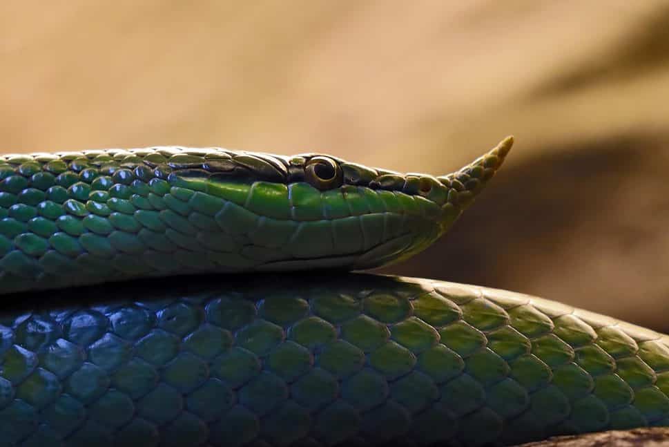 Rhinoceros snake. Long green snake with a nose prevalent in Northern Vietnam