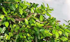 Snakes hide in tree foliage Vietnam