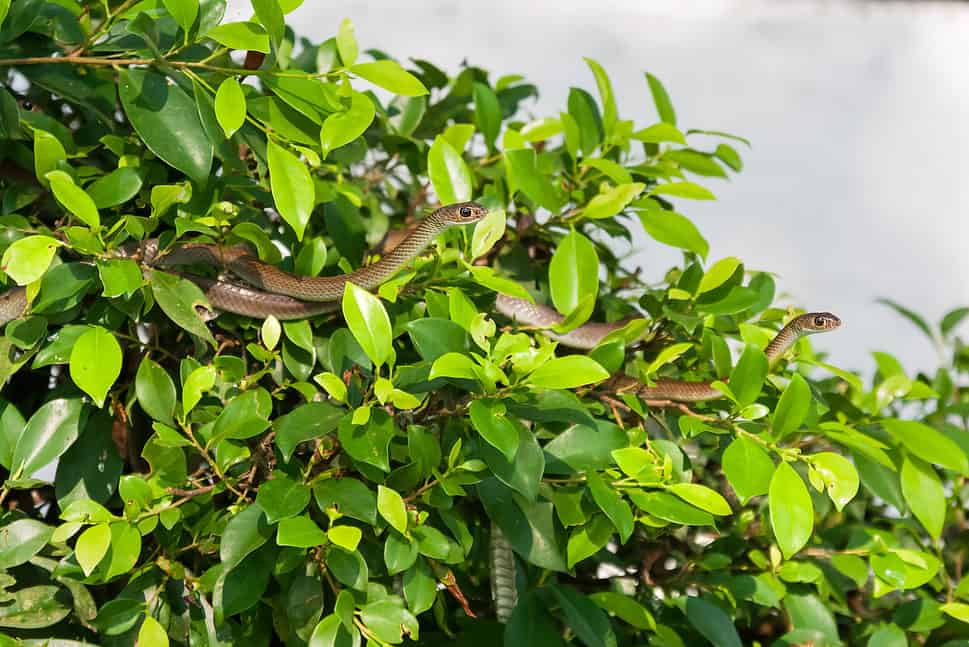 Snakes hide in tree foliage Vietnam