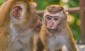 The Macaque Monkeys of Monkey Hill Phuket
