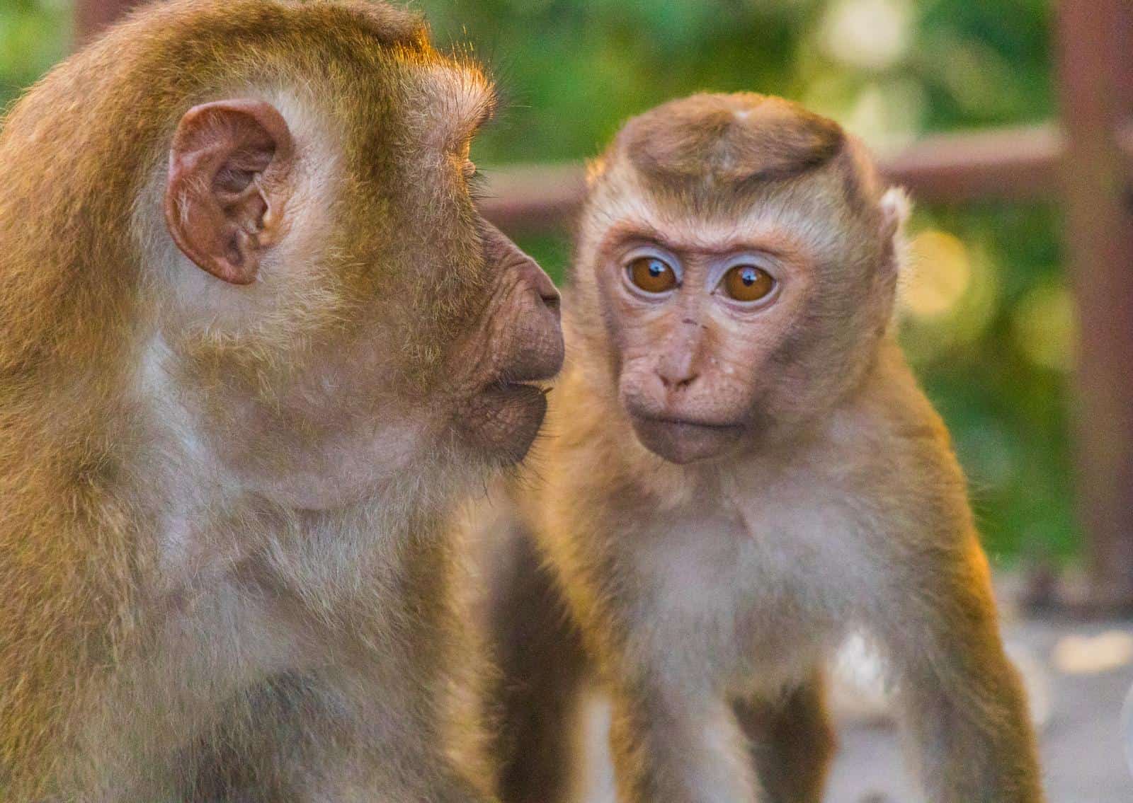 The Macaque Monkeys Of Monkey Hill Phuket 