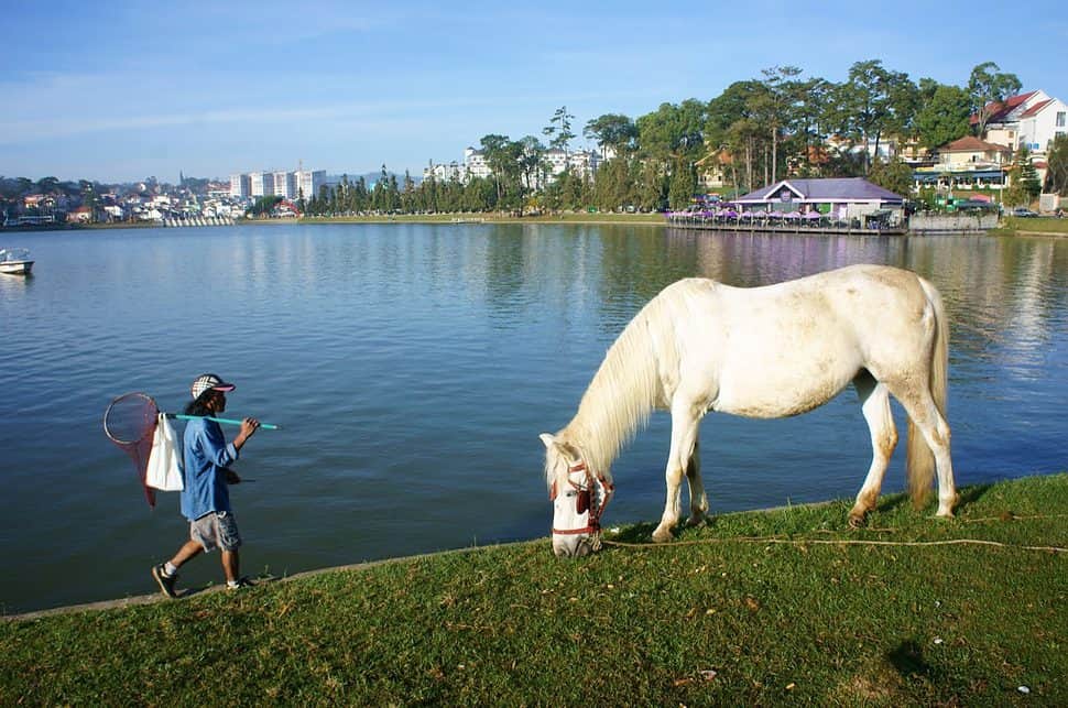 Tranquil landscape of Dalat city with horse grazing
