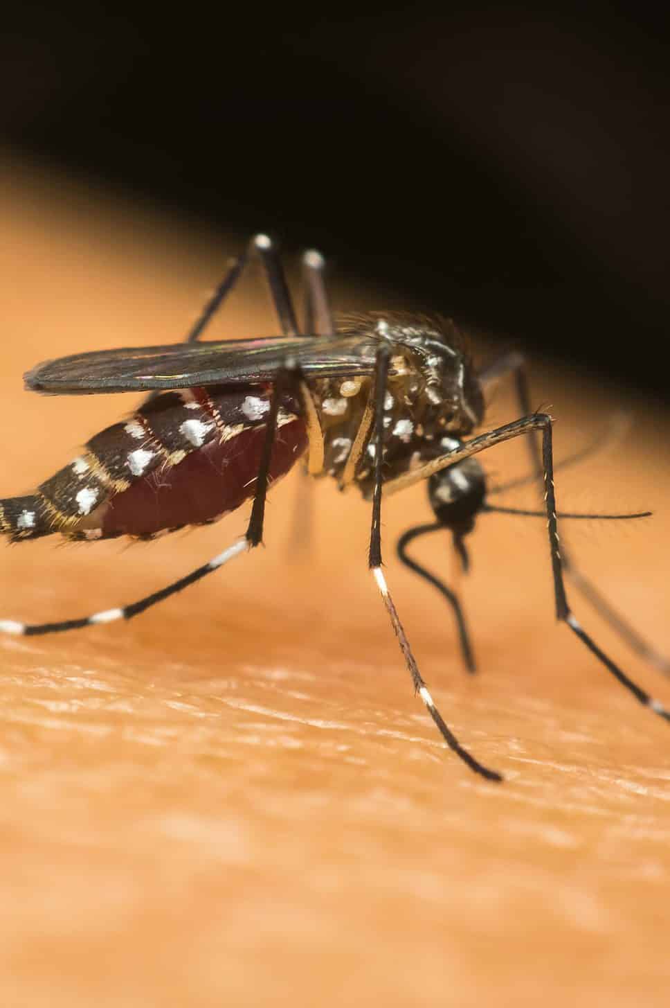 Tropical mosquito Aedes aegypti prevalent in thailand