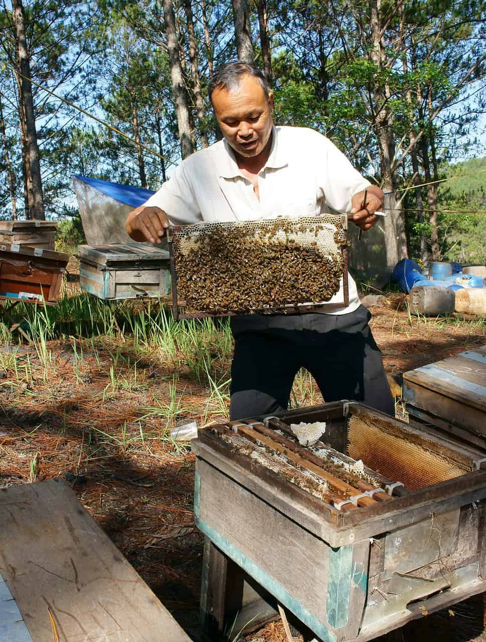 Vietnamese beekeeper in Dalat Vietnam