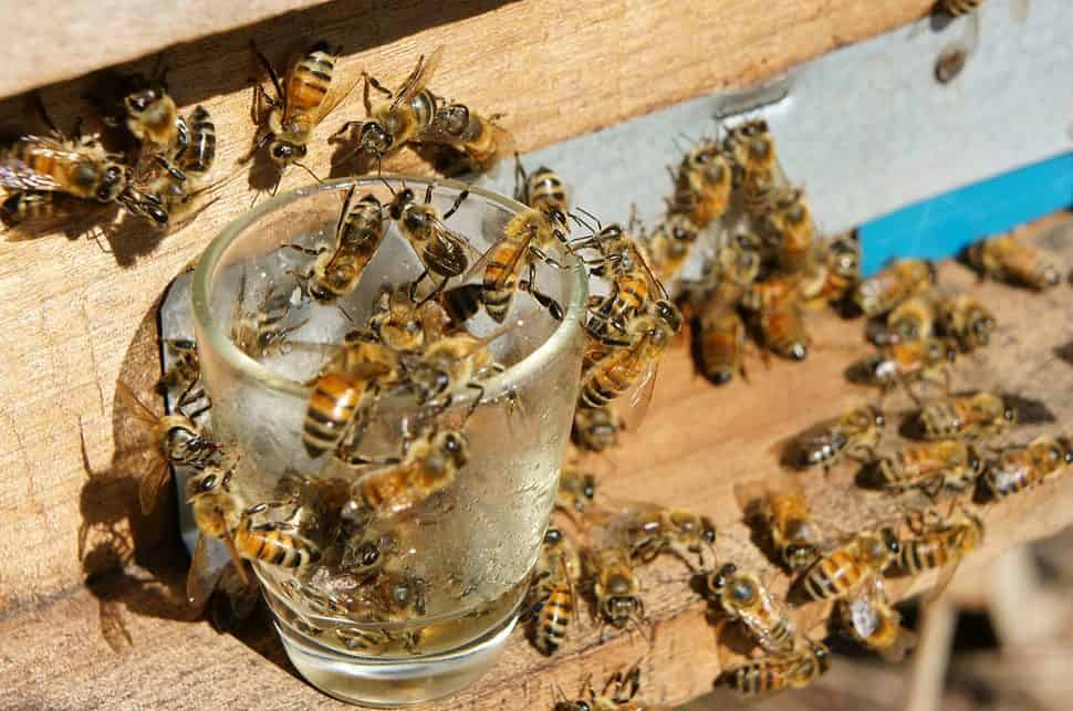 Vietnamese bees on honey