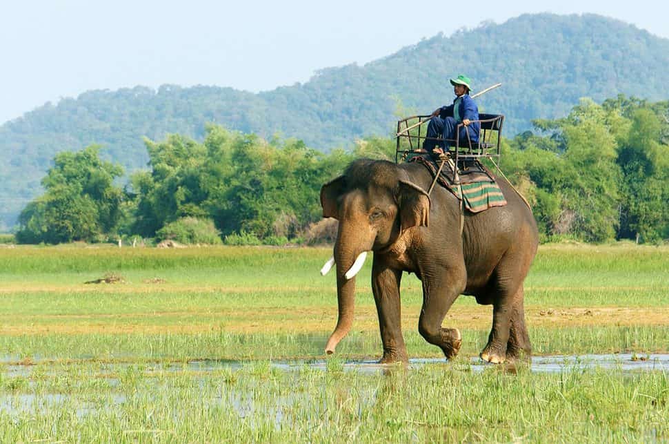 Vietnamese man riding elephant in Buon Ma Thuot Vietnam