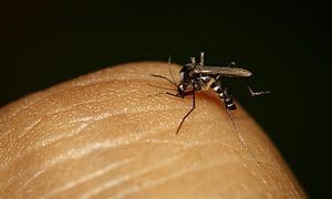 Yellow fever mosquito