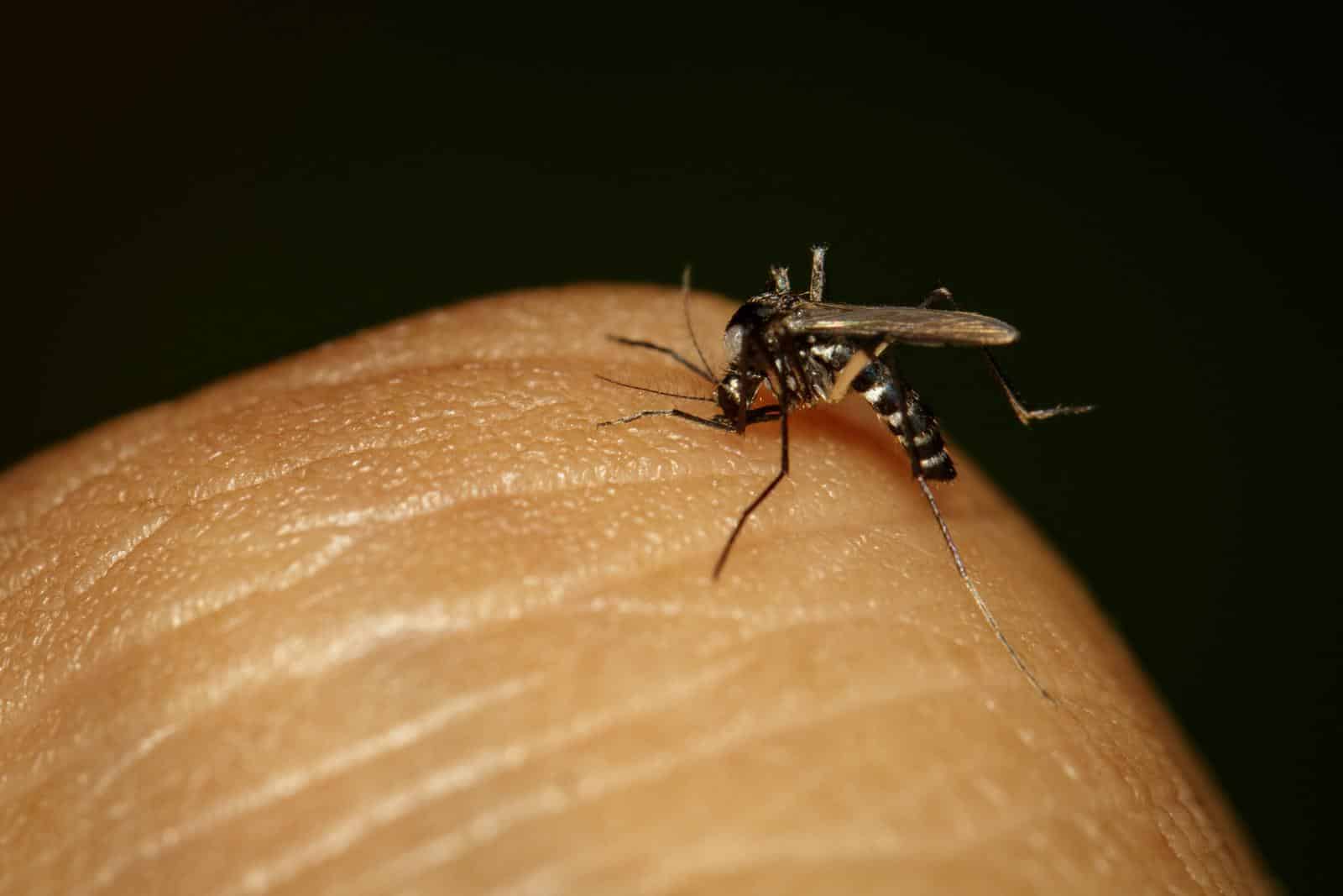 Yellow Fever Insect Is There Yellow Fever In Thailand? – Go Every Corner!