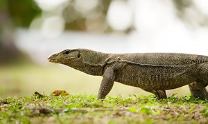 banded monitor lizard