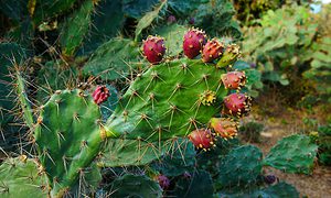 cactus and flower on sand hill at Phan Rang Vietnam