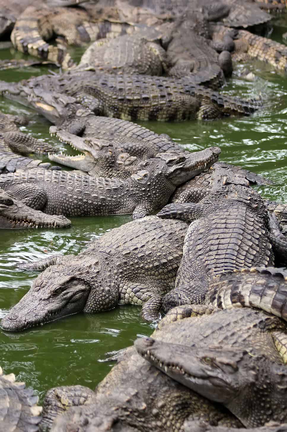 crocodiles in vietnam