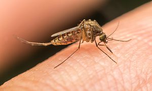 mosquito Aedes aegypti