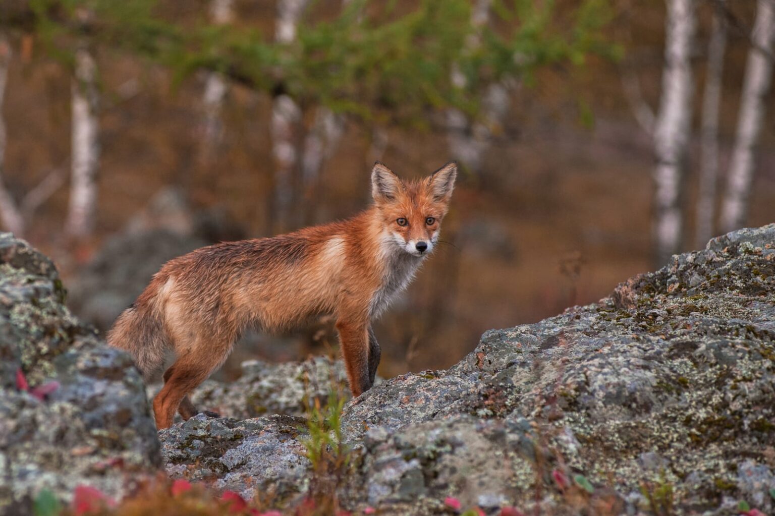 Red Fox 1536x1023 