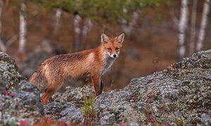 red fox
