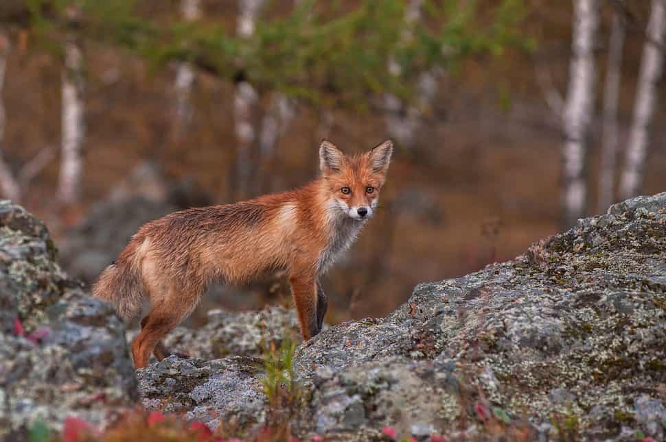 red fox