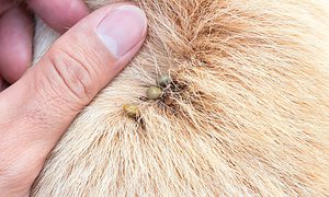 ticks on dog