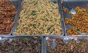 various fried insects