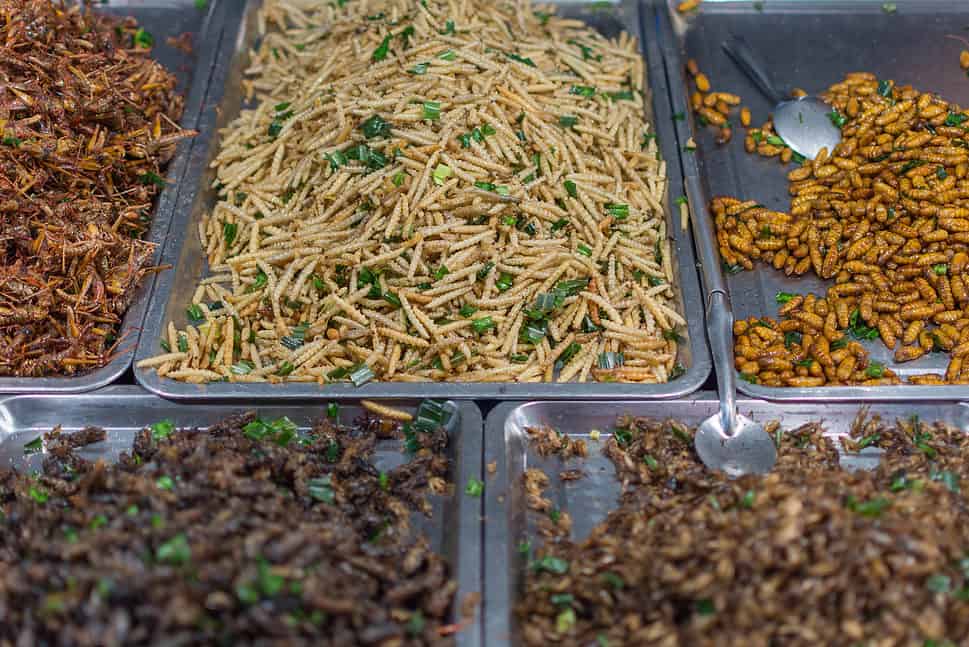 various fried insects