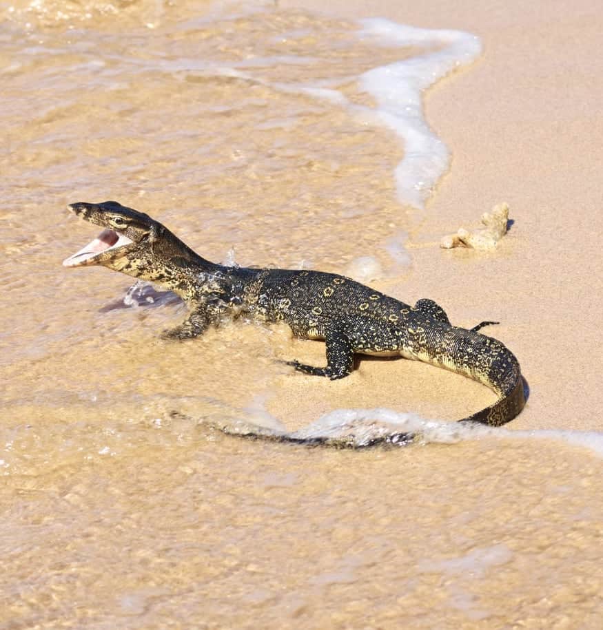 wild young water monitor on beach