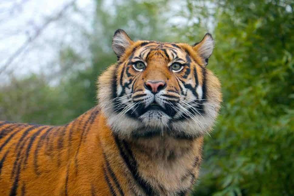 young beautiful indochinese tiger