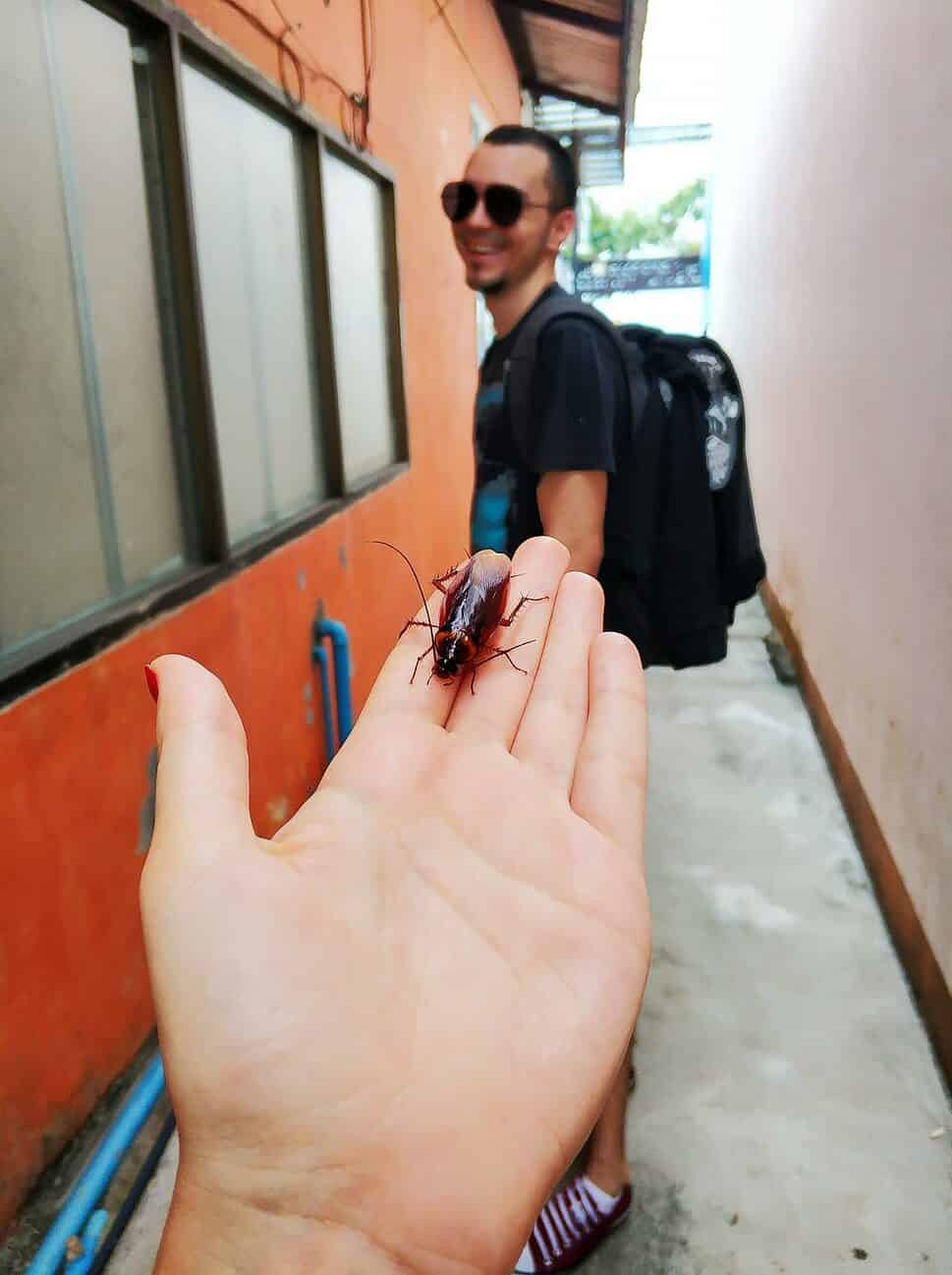 A huge cockroach found while walking through the streets in Thailand
