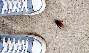 A huge cockroach found while walking through the streets in Thailand