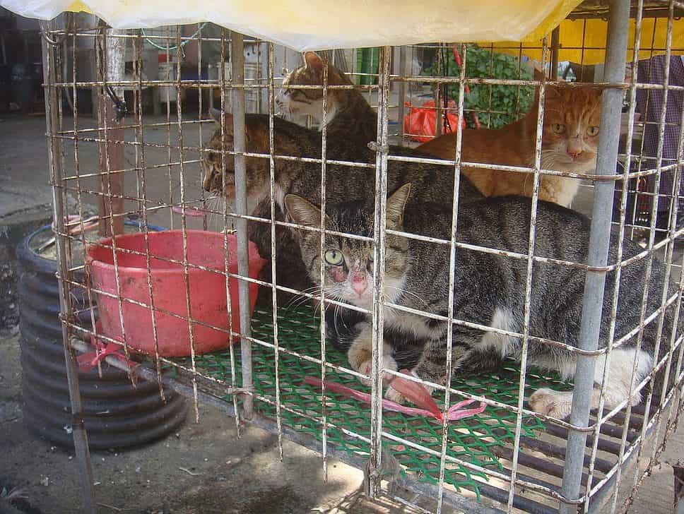 Cats at a cat meat restaurant in Vietnam