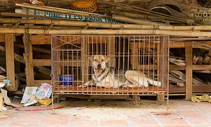 Dog in a cage in Vietnam. In Vietnam dogs are often used for consumption