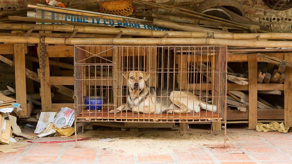 Dog in a cage in Vietnam. In Vietnam dogs are often used for consumption