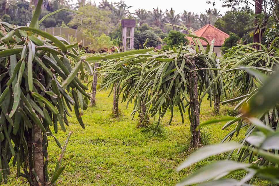 Dragon fruit plantation in Vietnam